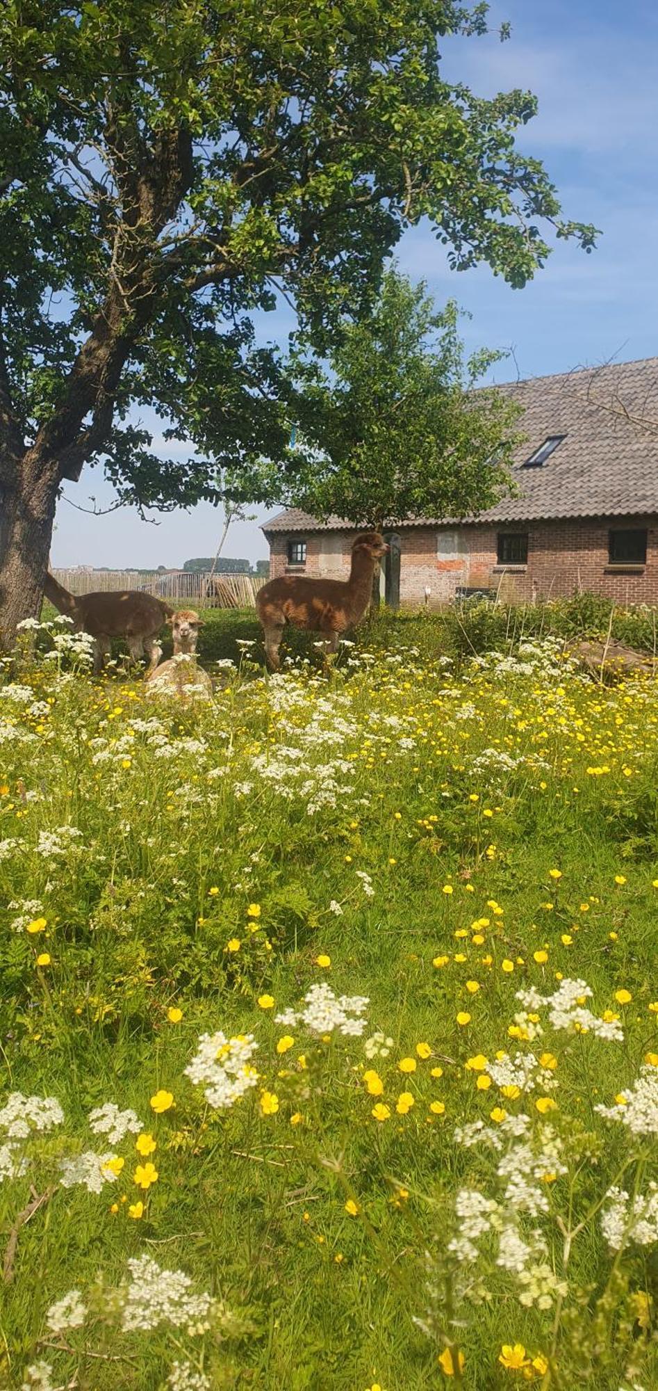 De Wagenloods Bed & Breakfast Alphen aan den Rijn Luaran gambar
